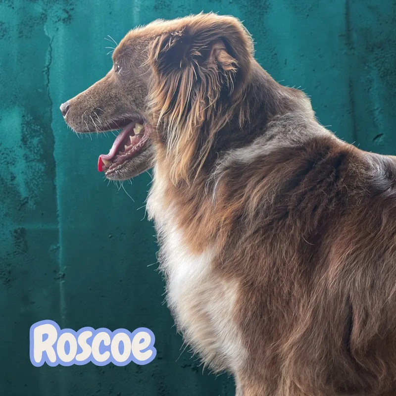 Roscoe  Sweet Partner