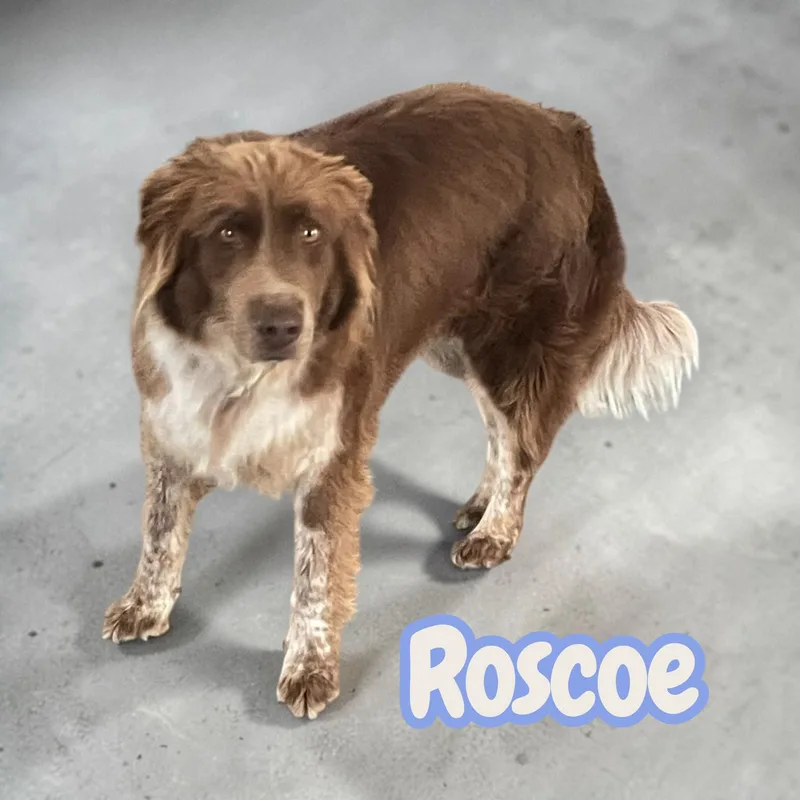 Roscoe  Sweet Partner thumbnail 2