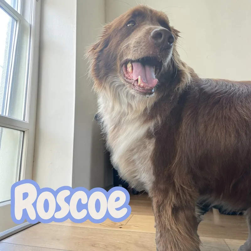 Roscoe  Sweet Partner thumbnail 3
