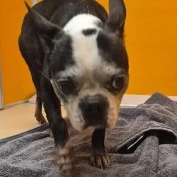 A senior small-sized male Black Boston Terrier dog named NAWCStray for adoption in Norman, OK