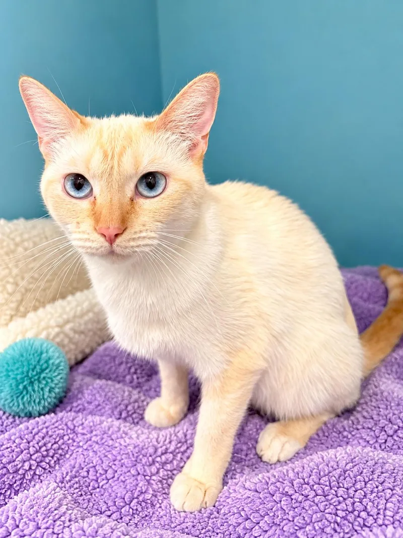 A young medium-sized female Siamese cat named Piper Napa for adoption in Napa, CA