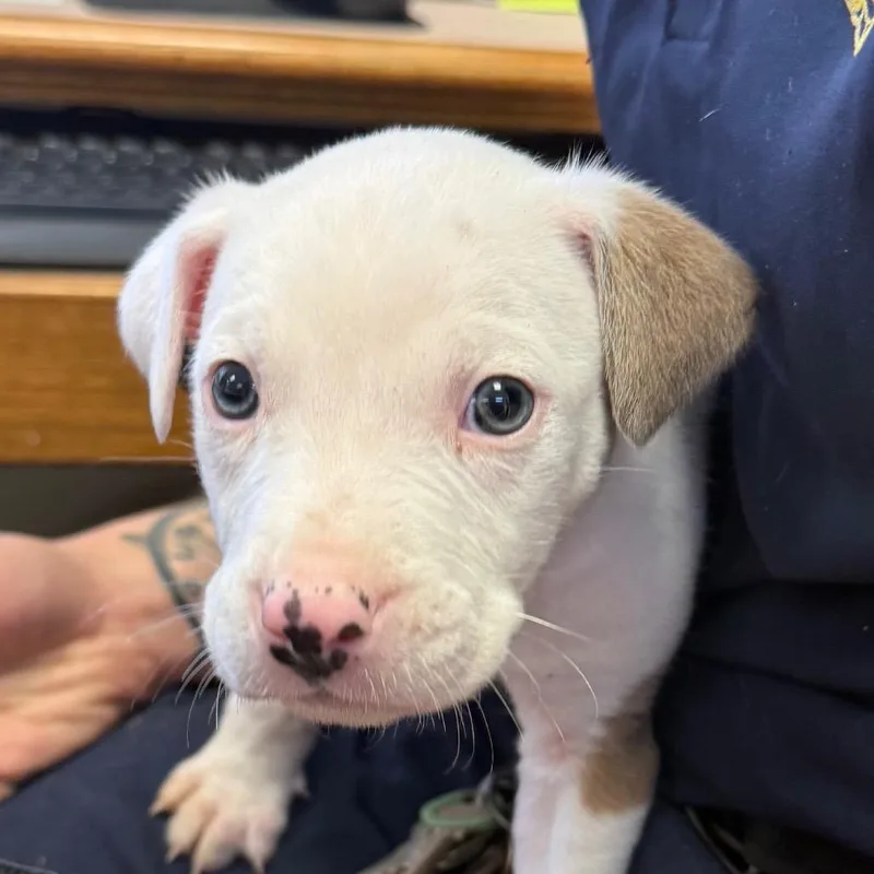 A baby medium-sized male White / Cream Pit Bull Terrier dog named Stanley for adoption in mount vernon, AR