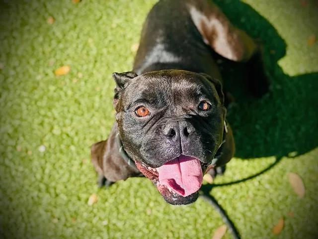 An adult medium-sized female American Bulldog dog named Chevy for adoption in Orlando, FL
