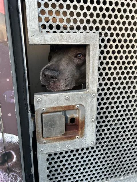 A young large-sized male American Staffordshire Terrier dog named Buster for adoption in San Antonio, TX