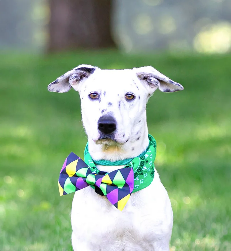 A young medium-sized male Terrier dog named Marko for adoption in Coatesville, PA