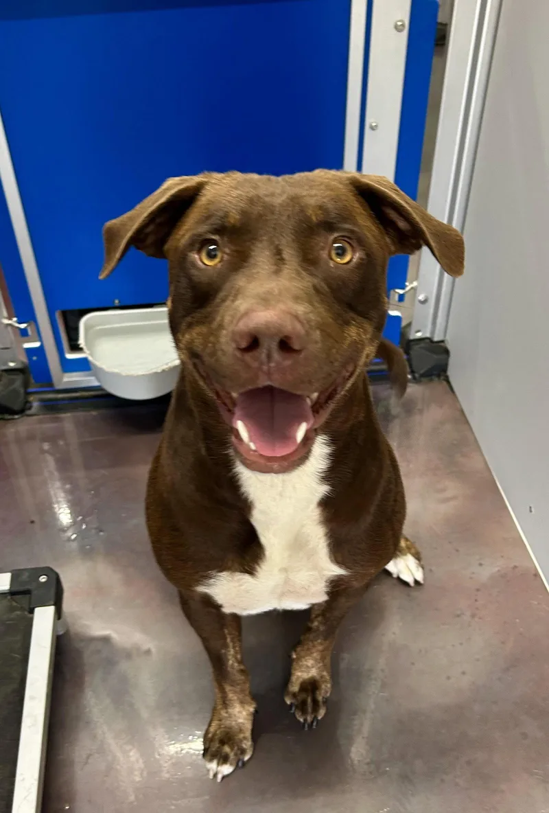 An adult large-sized male Chesapeake Bay Retriever dog named Captain for adoption in Corning, AR