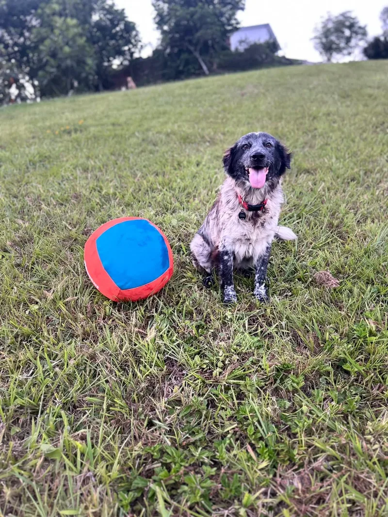 An adult medium-sized male English Setter dog named Duncan for adoption in Albion, NY
