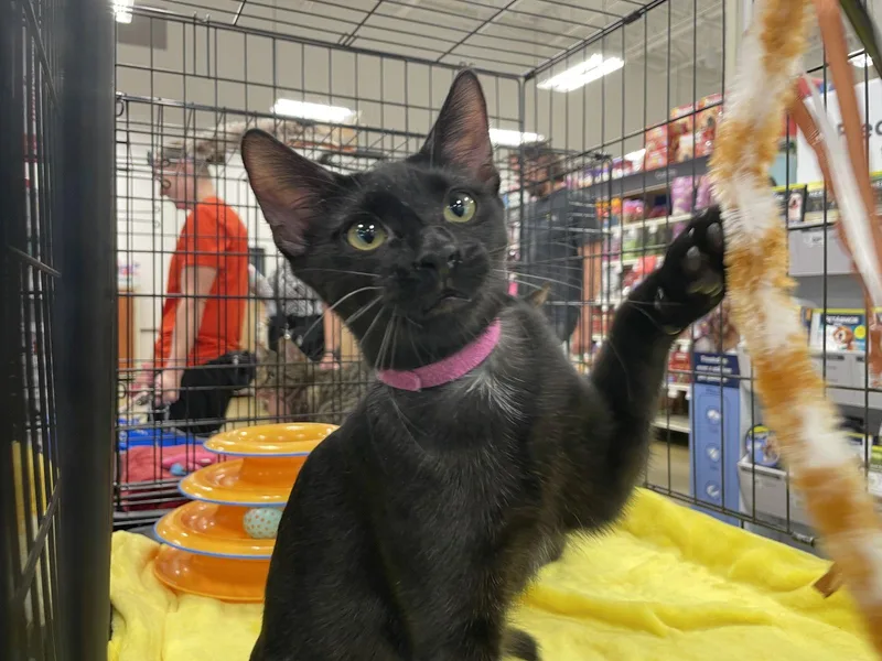 A young medium-sized female Black Domestic Short Hair cat named Shuri for adoption in Pompano Beach, FL