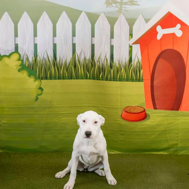 Pearl   $ thumbnail 2