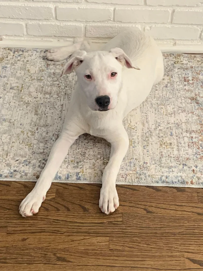 A young medium-sized female Labrador Retriever dog named Pearl   $ for adoption in Milwaukee, WI