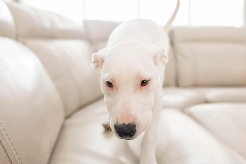 Pearl   $ thumbnail 3