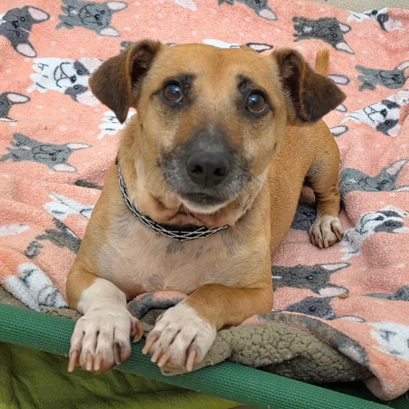 An adult small-sized male Yellow / Tan / Blond / Fawn Chihuahua dog named Shaggy  Chino Hills for adoption in Chino Hills, CA