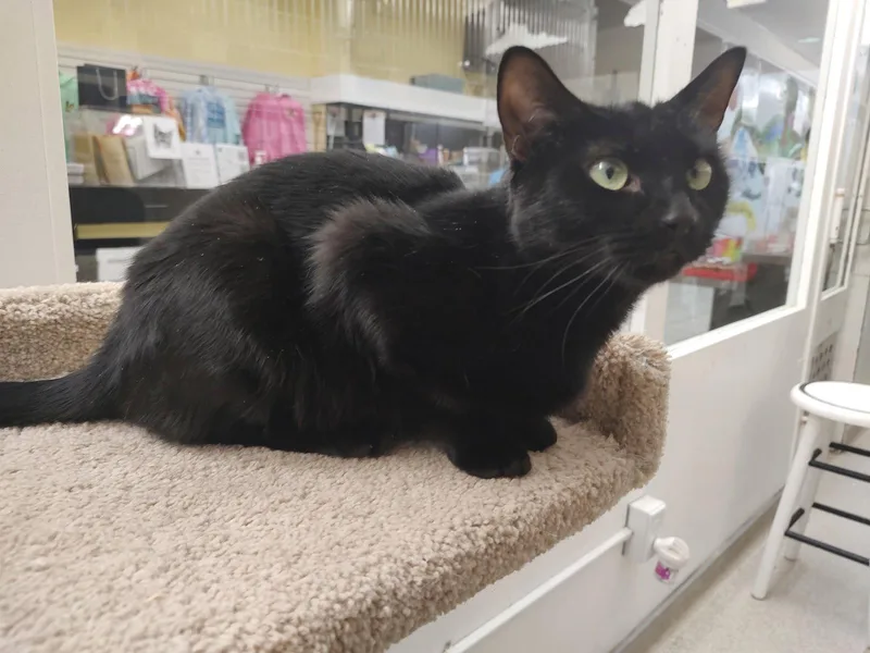A young medium-sized female Black Domestic Short Hair cat named Luna Rm for adoption in Rockaway, NJ