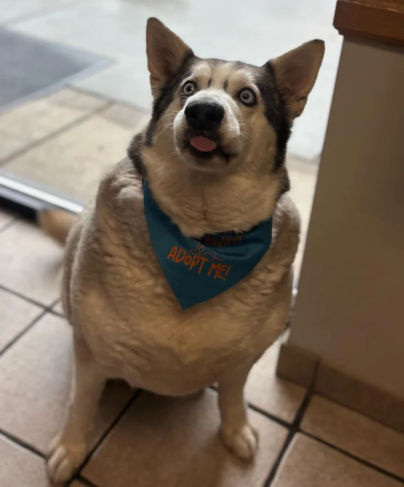 An adult large-sized male Red / Chestnut / Orange Husky dog named Kratos for adoption in Fruit Heights, UT