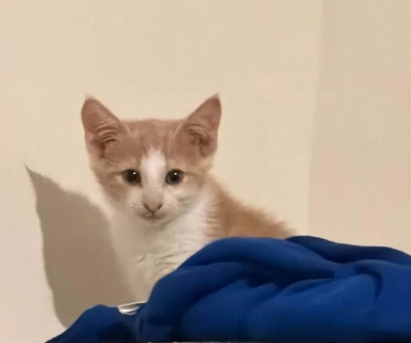 A young medium-sized male Orange & White Domestic Short Hair cat named Weasley for adoption in Charleston, SC