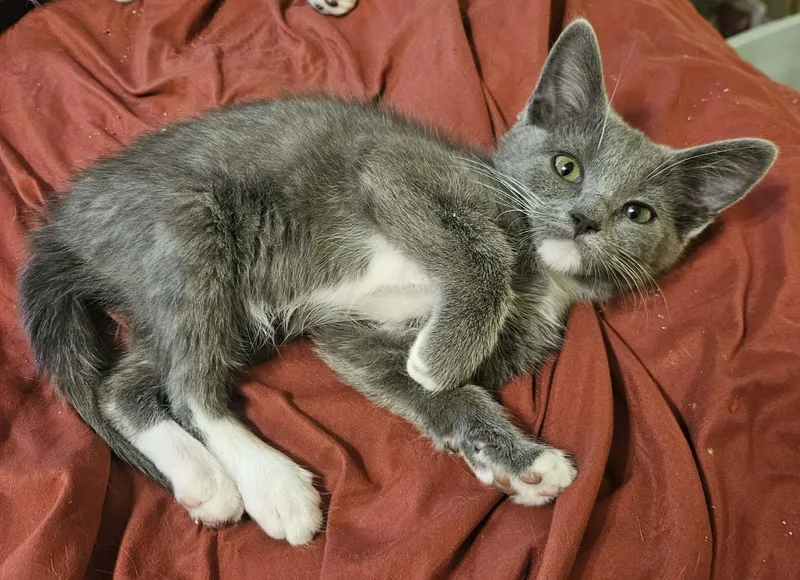 A baby small-sized female Domestic Short Hair cat named Chevelle for adoption in Rio Linda, CA