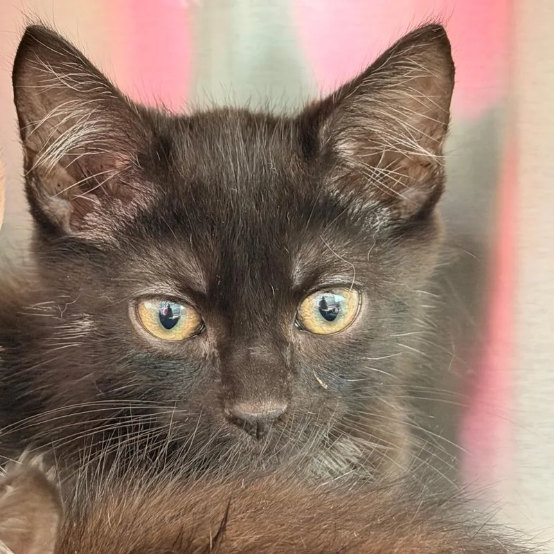 A baby small-sized male Black Domestic Short Hair cat named Potato for adoption in Madisonville, TN
