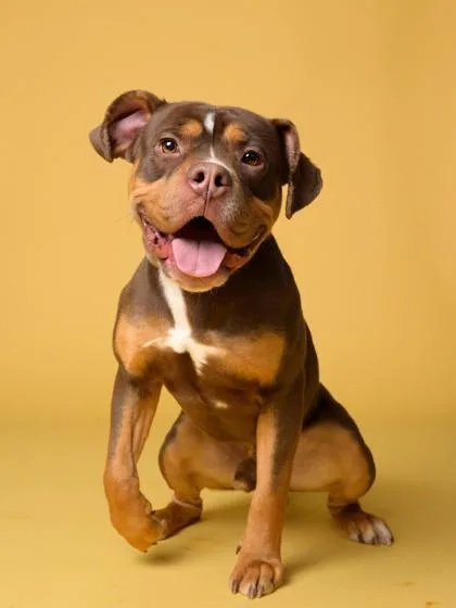 An adult medium-sized male Mixed Breed dog named Jett for adoption in Atlanta, GA