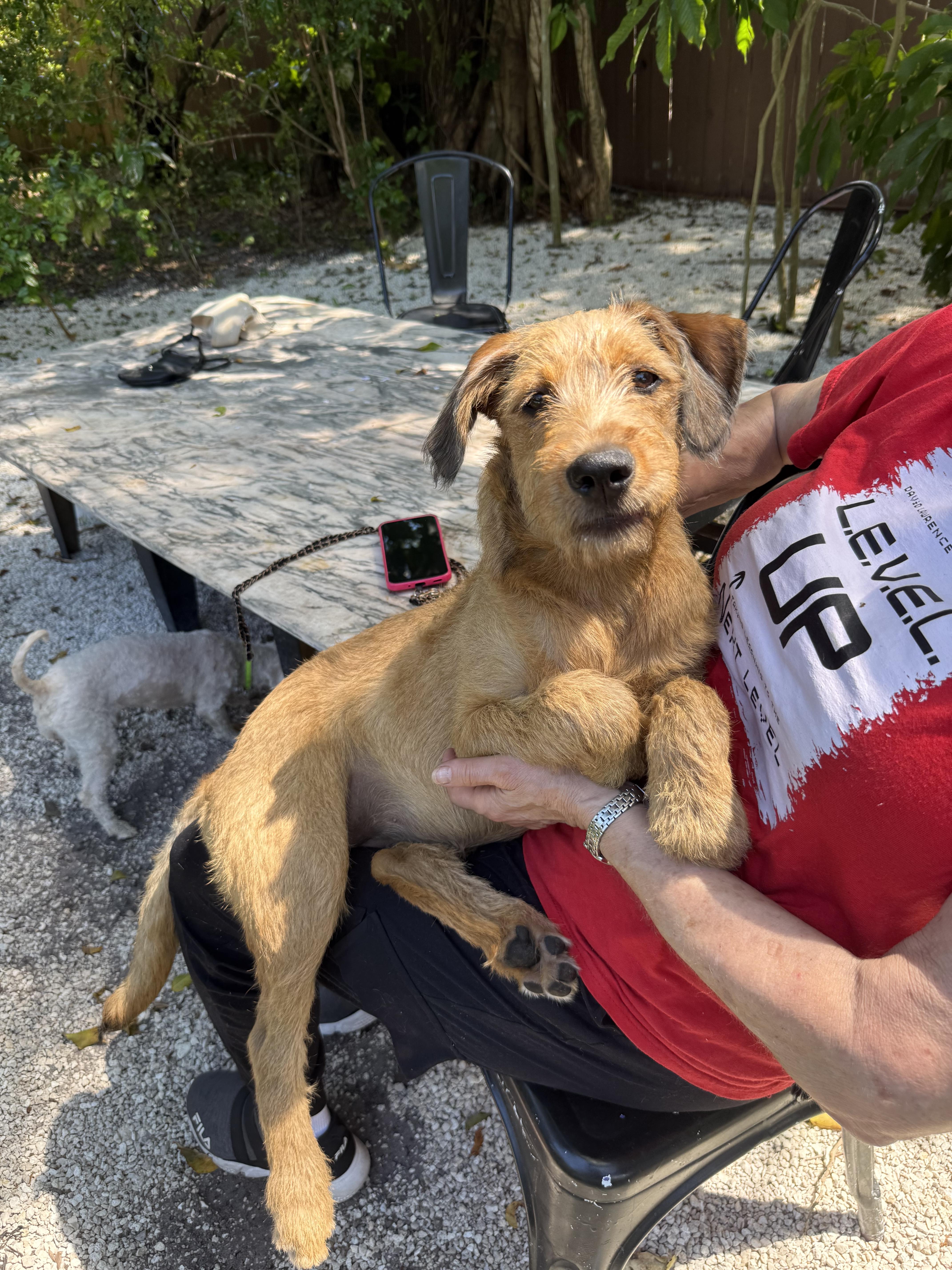 A young medium-sized female Goldendoodle dog named Nora for adoption in Miami, FL