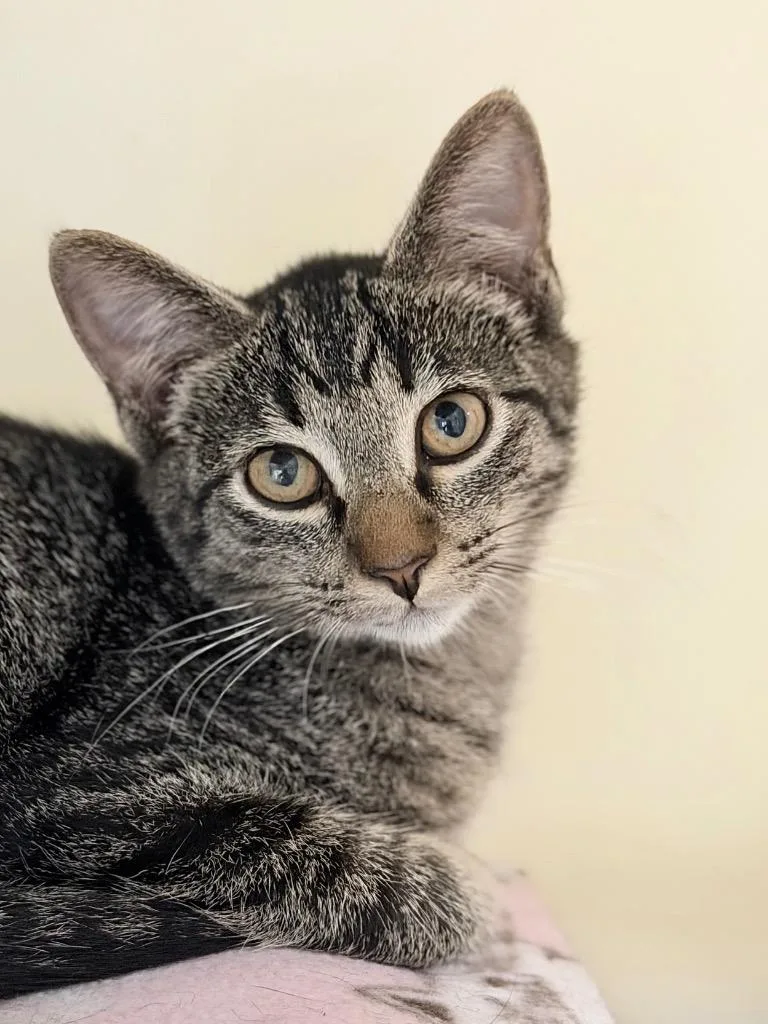 A baby medium-sized male Domestic Short Hair cat named Dia for adoption in Menomonie, WI