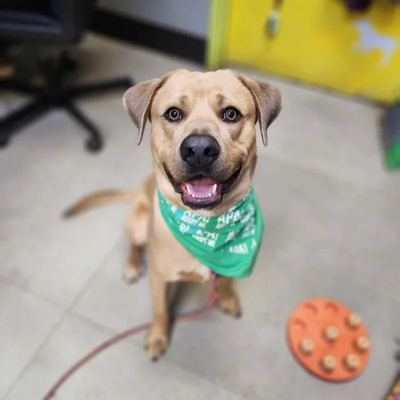 An adult large-sized male Yellow / Tan / Blond / Fawn Labrador Retriever dog named Crackers for adoption in Austin, TX
