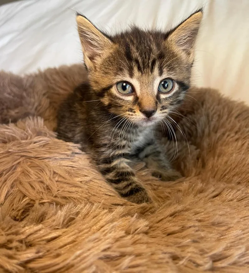 Cyprus & Willow Bonded thumbnail 2