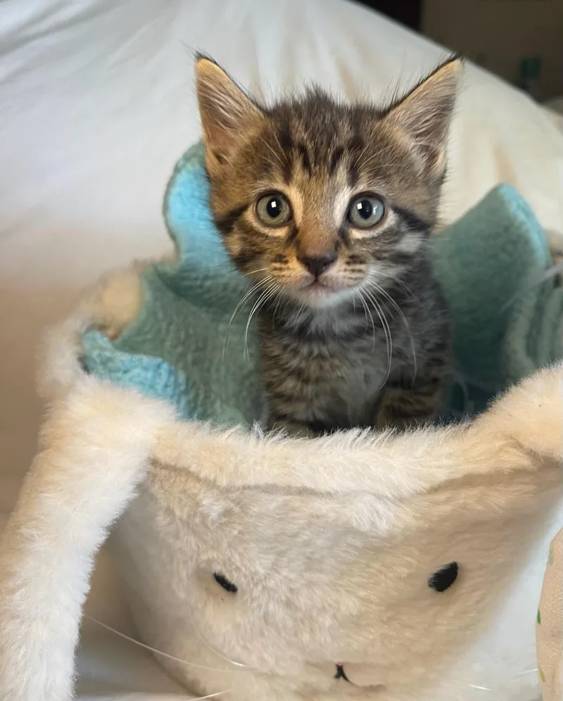 Cyprus & Willow Bonded thumbnail 3