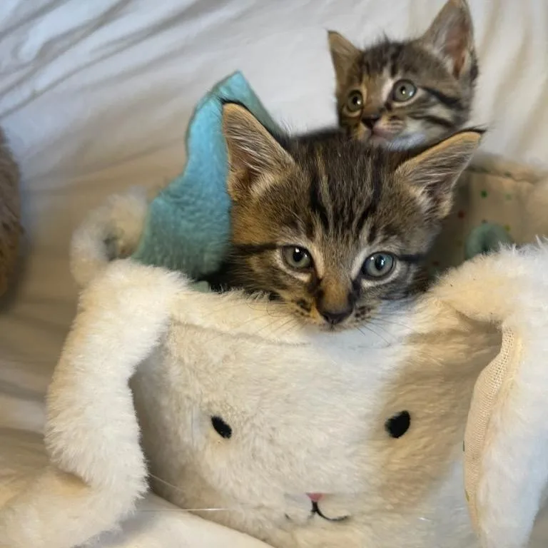 Cyprus & Willow Bonded thumbnail 4