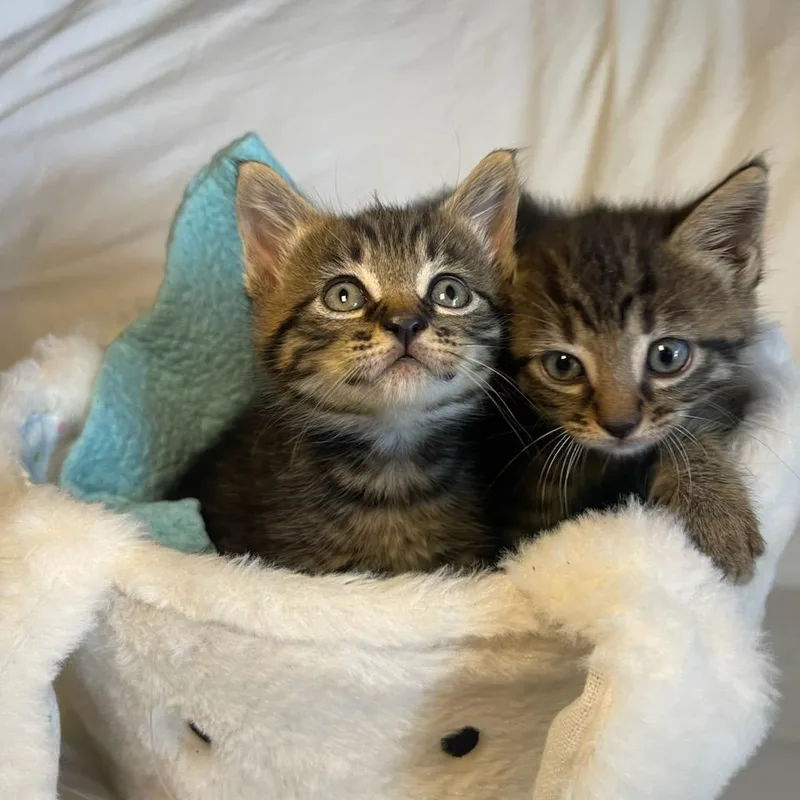 A baby small-sized male Tabby (Tiger Striped) Domestic Short Hair cat named Cyprus & Willow Bonded for adoption in Boca Raton, FL