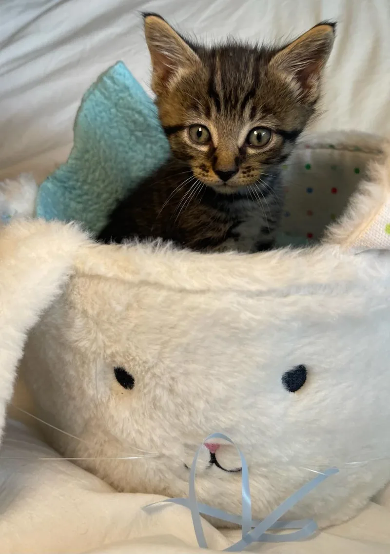 Cyprus & Willow Bonded thumbnail 5