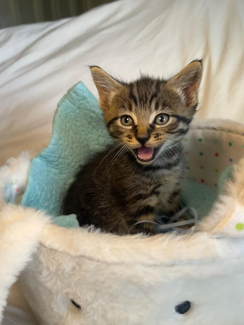 Cyprus & Willow Bonded thumbnail 6