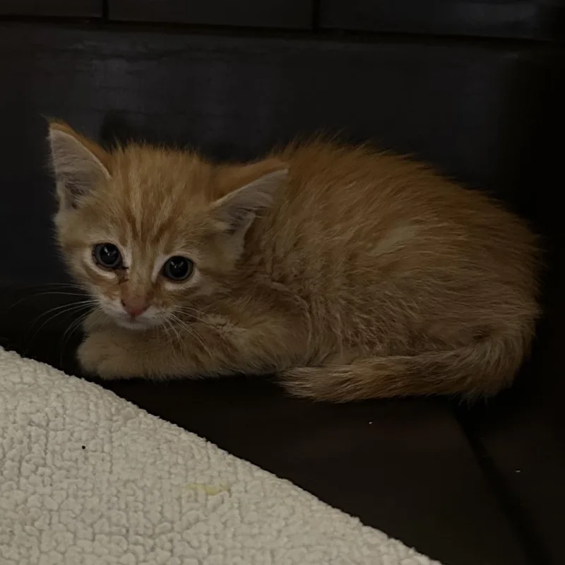 A baby small-sized male Orange / Red Domestic Short Hair cat named Bisquit for adoption in Priest River, ID