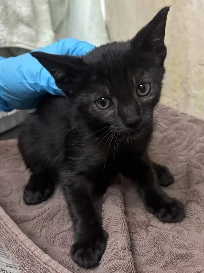 A baby small-sized female Domestic Short Hair cat named Veronica for adoption in Honolulu, HI
