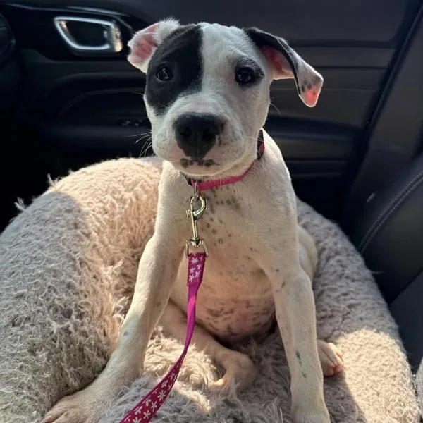 A baby small-sized female Pit Bull Terrier dog named Apple for adoption in Salisbury, MD