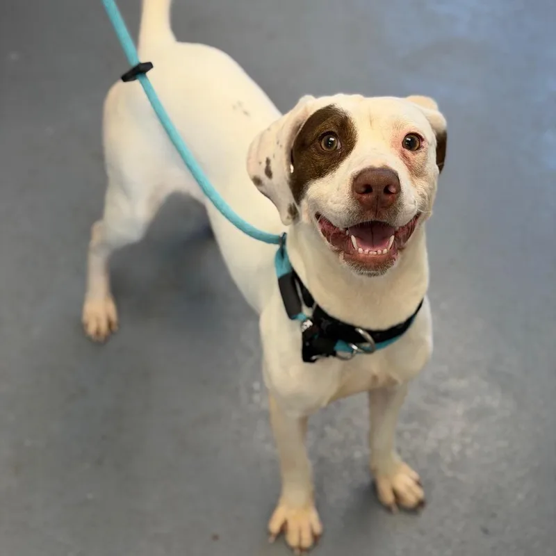 A young medium-sized male White / Cream Mixed Breed dog named Mason for adoption in Sarasota, FL