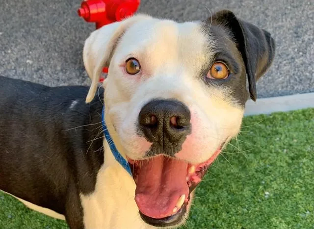 An adult medium-sized male White / Cream Pit Bull Terrier dog named SAVE ME PLEASE Patrick for adoption in San Marcos, CA