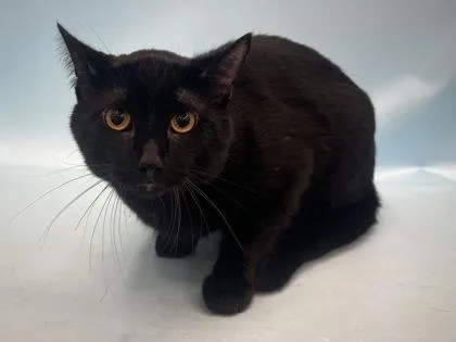 An adult small-sized male Domestic Short Hair cat named Jet for adoption in Golden Valley, MN