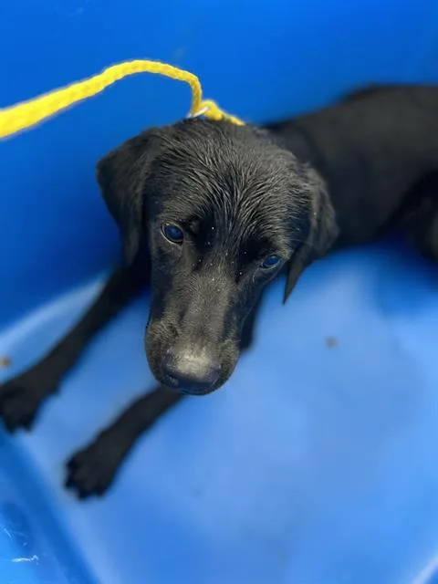 A young large-sized male Mixed Breed dog named Bruce for adoption in Dallas, TX