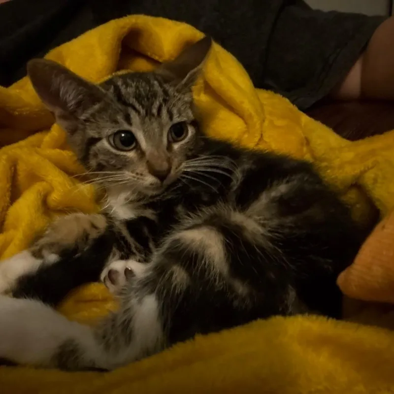 A baby small-sized female Black Domestic Short Hair cat named Chili for adoption in Ringtown, PA