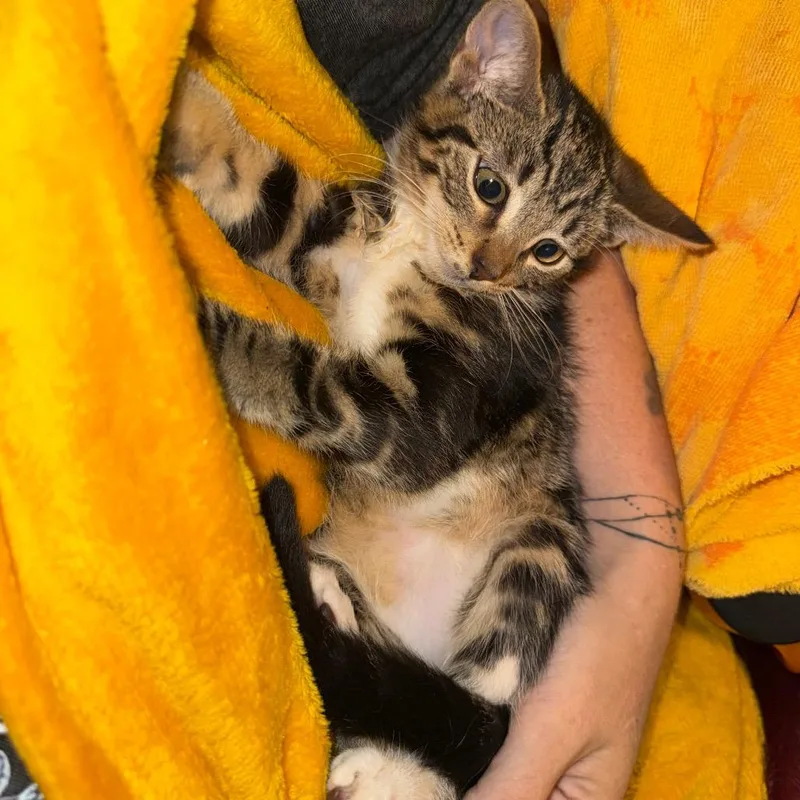 Chili thumbnail 2