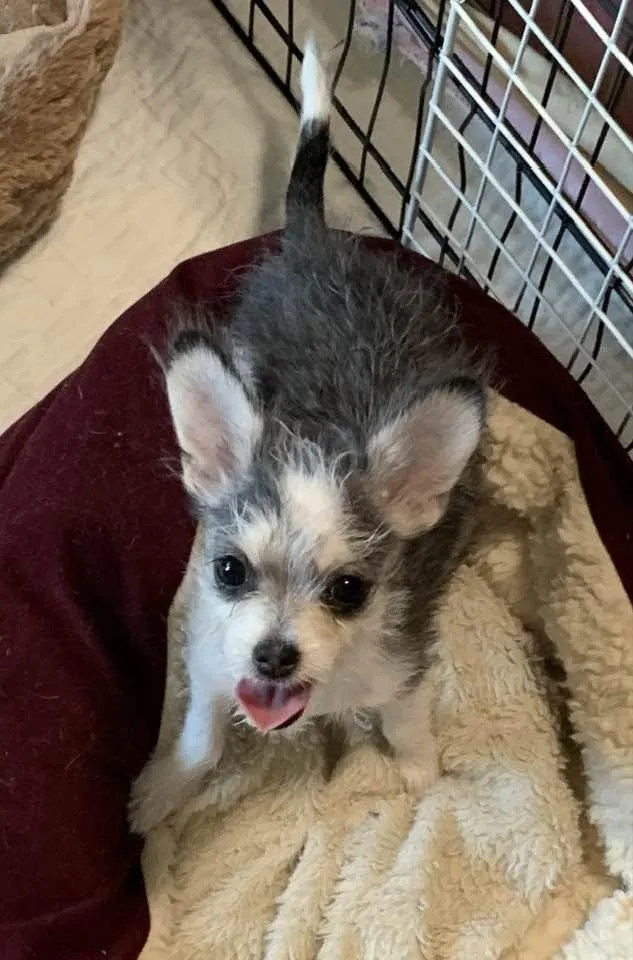 Bandit