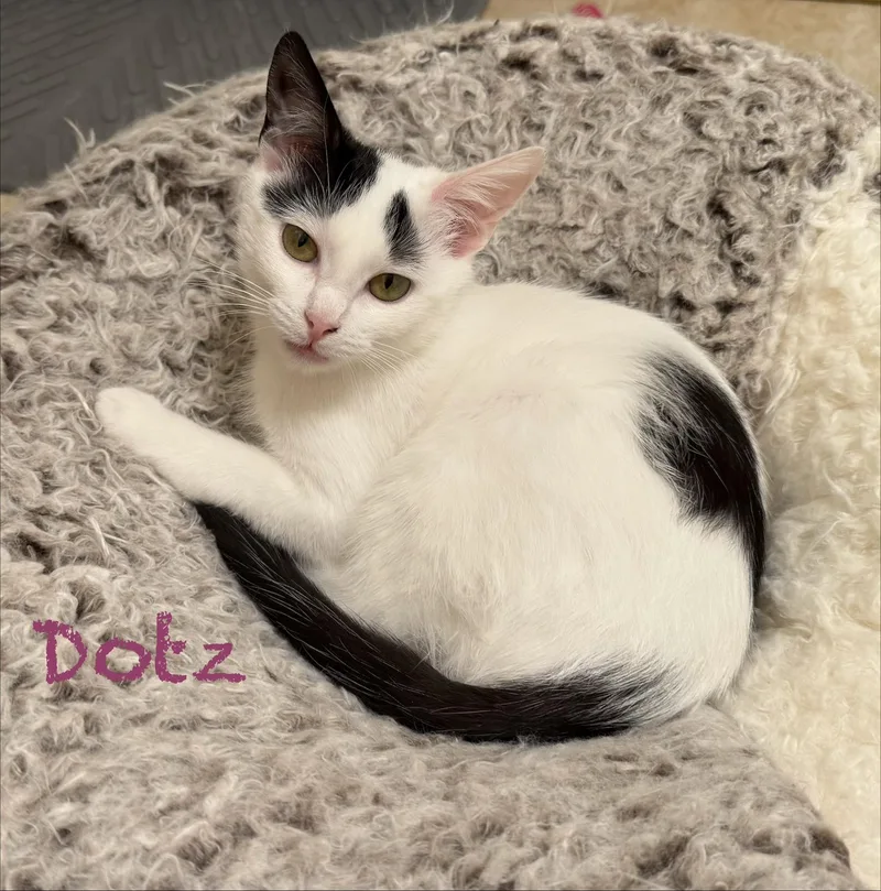 A baby small-sized male Black & White / Tuxedo Domestic Short Hair cat named Axel bonded with Dotz for adoption in Ellicott City, MD