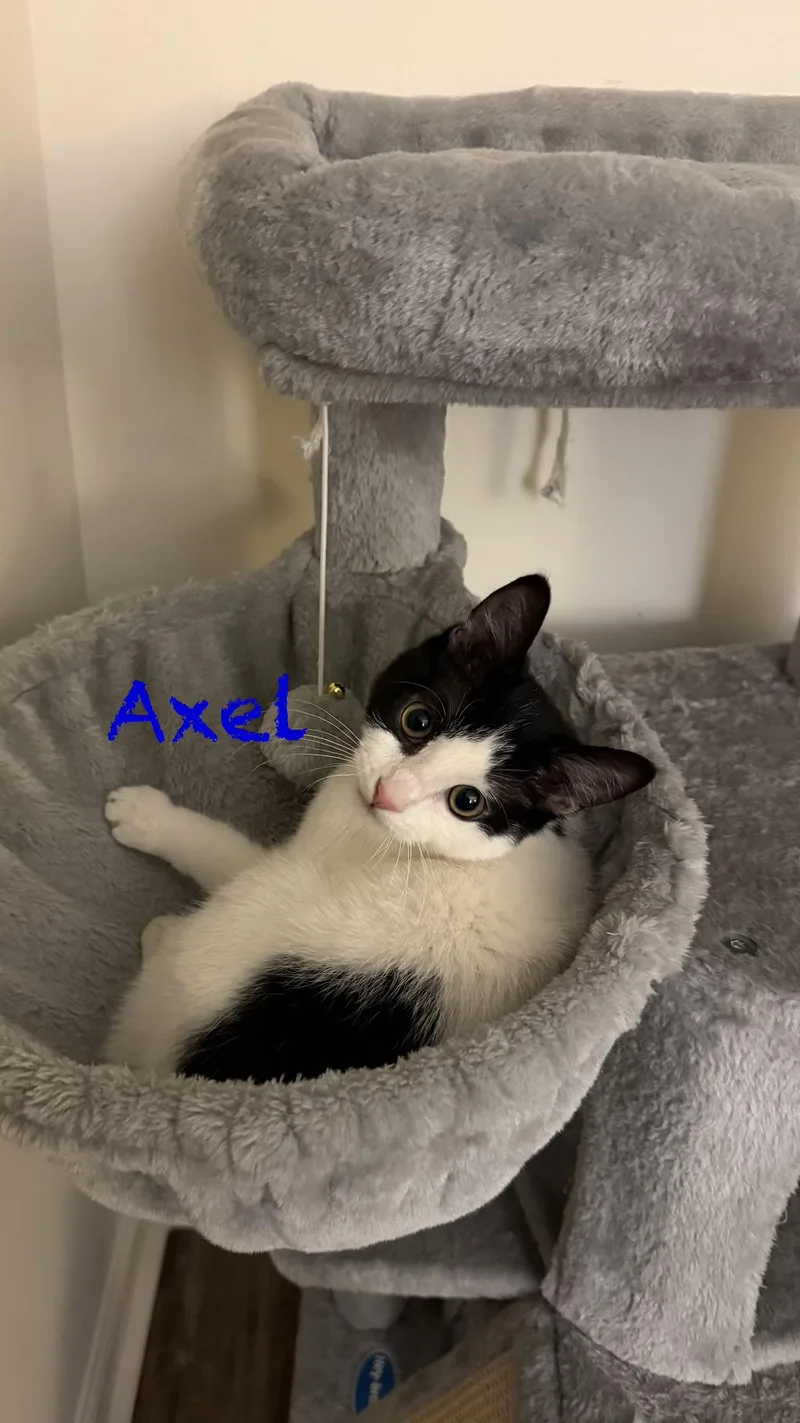 Axel bonded with Dotz thumbnail 6