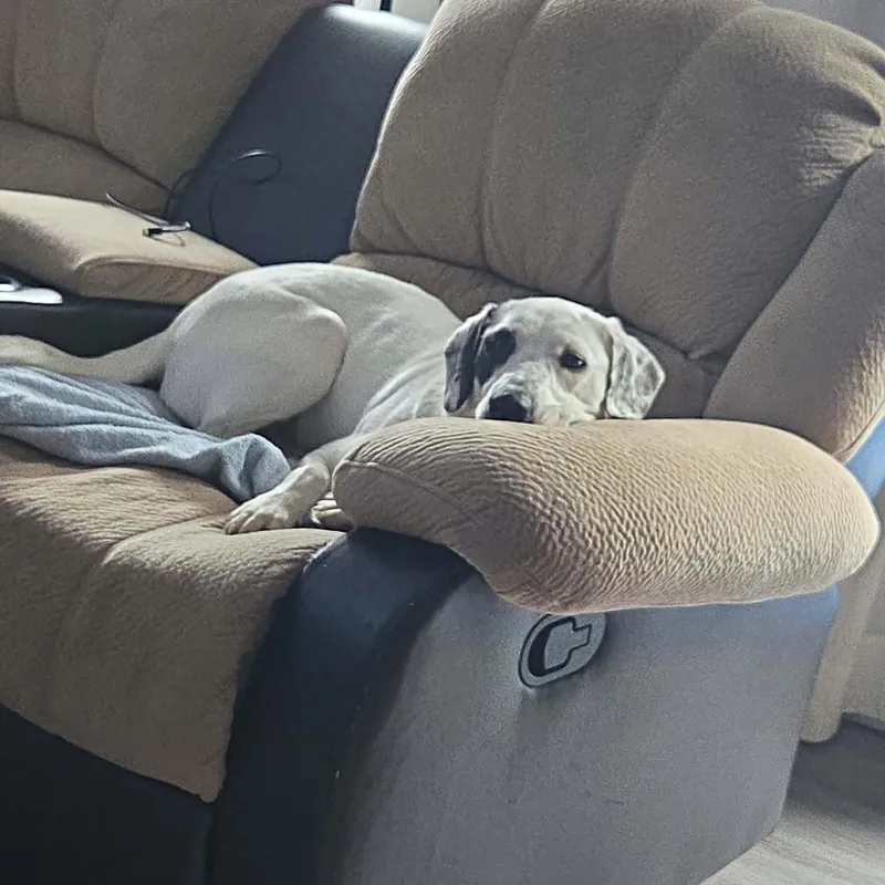 A young medium-sized female White / Cream Mixed Breed dog named Skittles for adoption in Hopkinton, MA