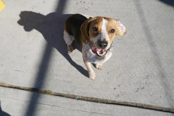 A senior medium-sized male Mixed Breed dog named Cipher for adoption in New York, NY