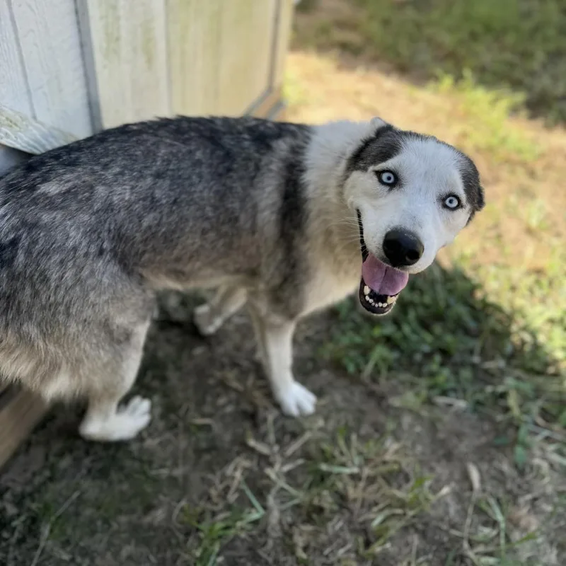 An adult medium-sized female Gray / Blue / Silver Husky dog named Akay for adoption in Eufaula, OK