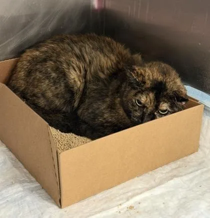 An adult large-sized female Domestic Short Hair cat named Gyoza for adoption in West Chester, PA