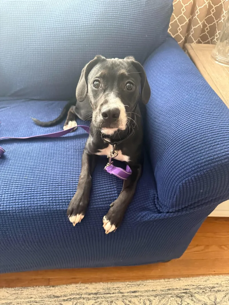 A baby medium-sized female Mixed Breed dog named Ariel for adoption in Holbrook, NY