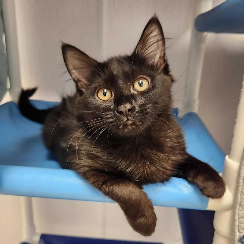 A baby small-sized female Black Domestic Medium Hair cat named Avery for adoption in Sunnyvale, CA