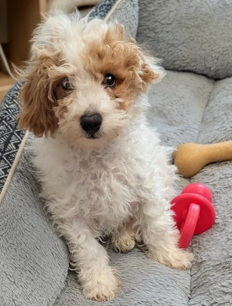 Hufflepuffmo Fluffy Puppy!